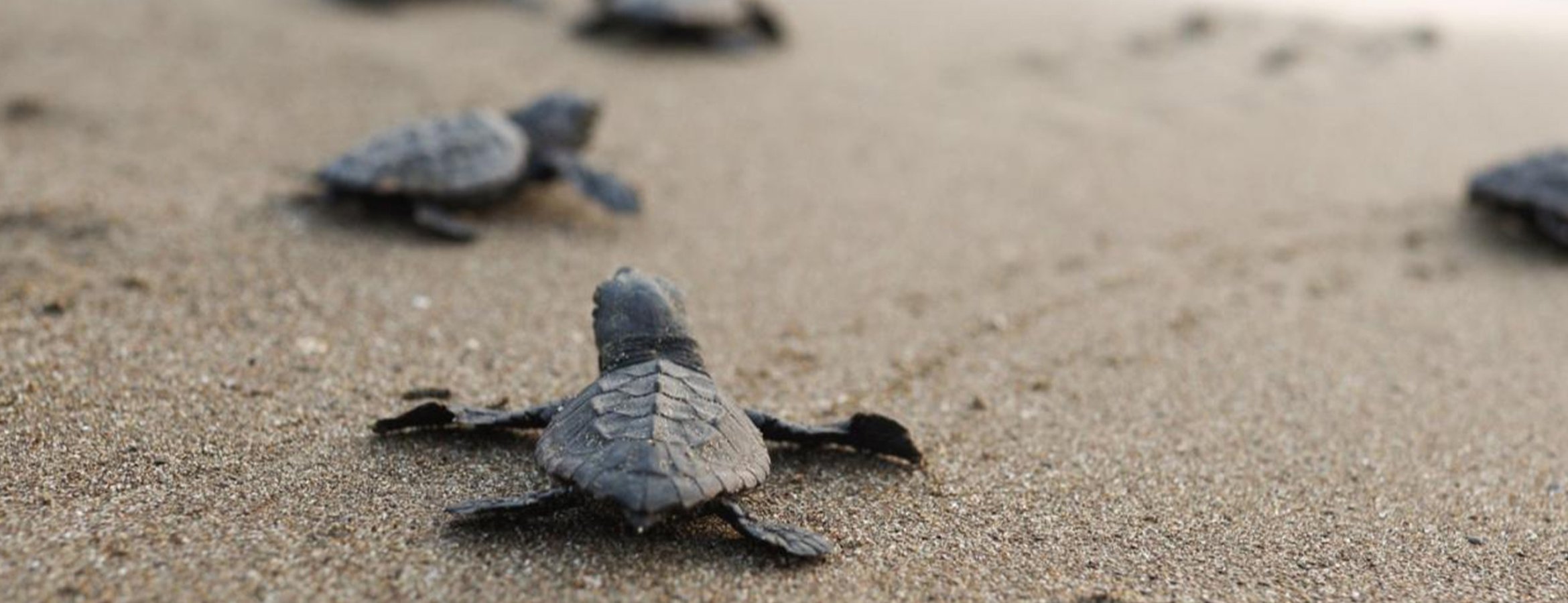Caretta carettalara ev sahipliği yapan İztuzu Sahili’nde yuva sayısı 800’e ulaştı