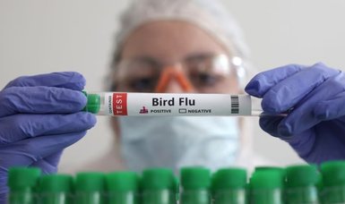 France kicks off bird flu vaccination despite trade backlash risk