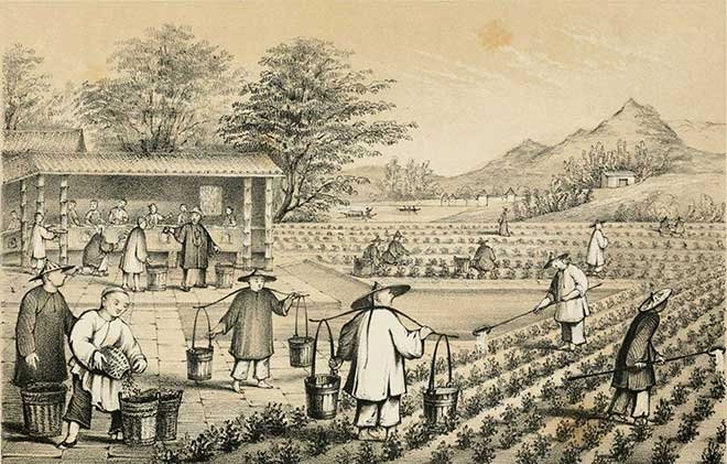 ÇAYIN TÜRKİYE TOPRAKLARINA İLK YOLCULUĞU