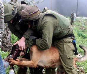 Israeli army dog attacks Palestinian in bed