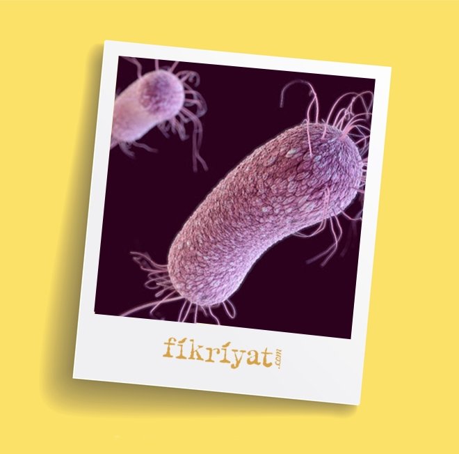 FAYDALI BAKTERİ VAR MIDIR?