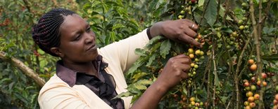 Nestlonarıcıtarıma1milyarİsviçreFrangıyatırımyapacak