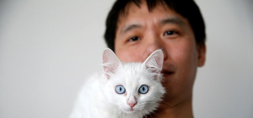CHINESE MAN TRAVELS TO TURKEY TO ADOPT RARE VAN CAT