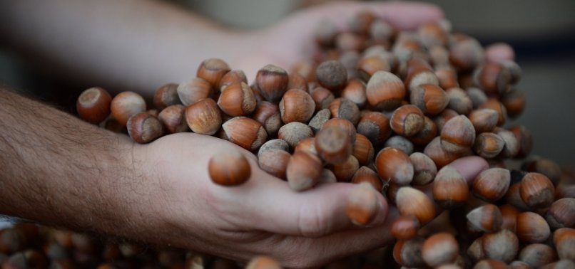 TURKEYS HAZELNUT EXPORTS UP BY OVER 50% IN 8 MONTHS