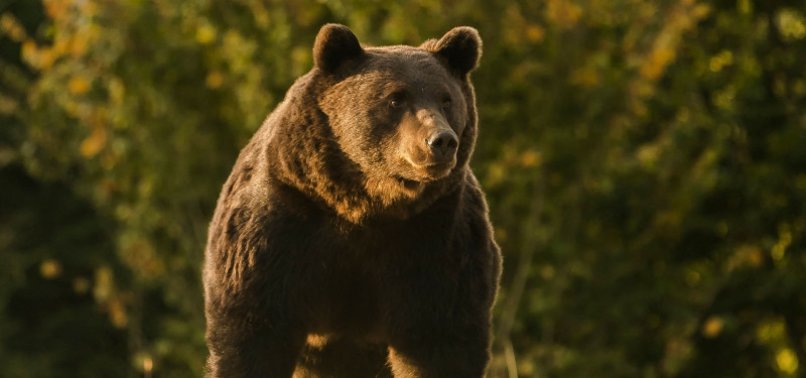 BEAR KILLS JOGGER IN ITALY