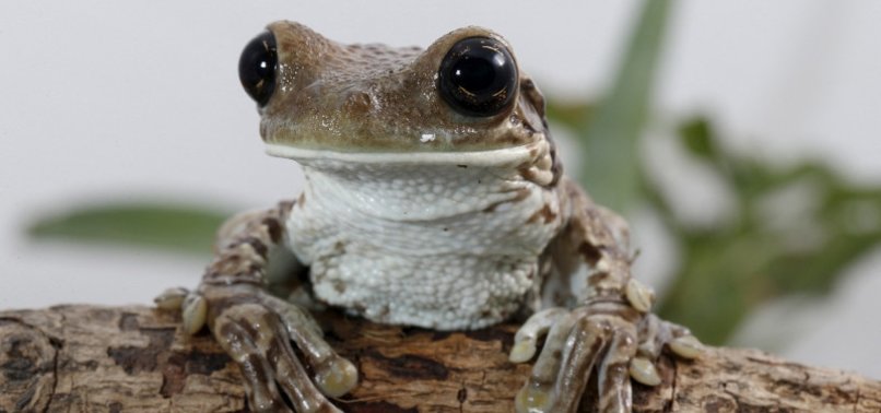 YOUNG FROGS MAY CAMOUFLAGE SELVES AS ANIMAL POO - STUDY