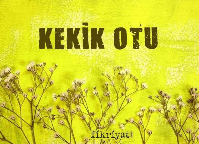 KEKİK OTU FAYDALARI