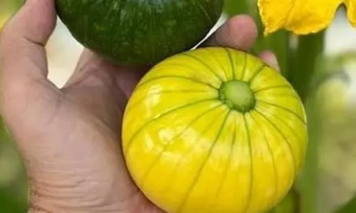 Minik ama çok karlı…