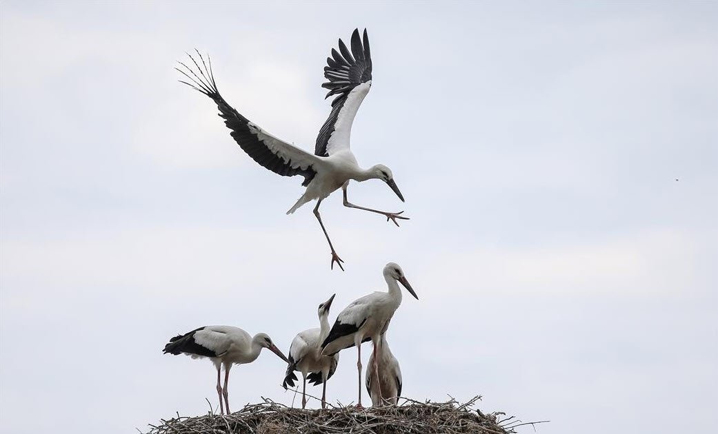 14. Uluslararası Leylek Festivali başladı