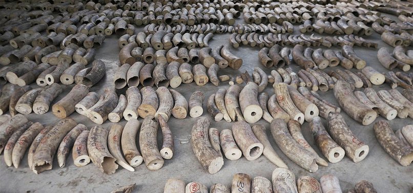 SINGAPORE MAKES ITS BIGGEST EVER ILLEGAL IVORY SEIZURE