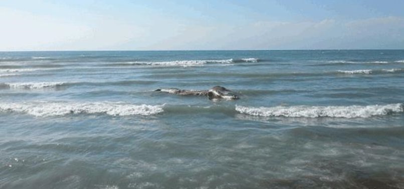 WHALE WASHES ASHORE IN SOUTHERN TURKEY