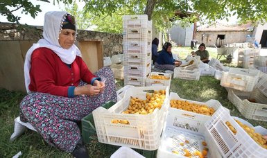 Seasonal harvest begins for agricultural laborers in apricot-rich Malatya