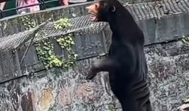 Viral video of bear on hind legs sparks debate in China