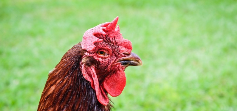 CHICKENS IN FRENCH FARM COLLECTIVELY KILL FOX TRESPASSING THEIR COOP