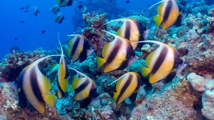 Colorful life in the depths of the Red Sea: Anemone City