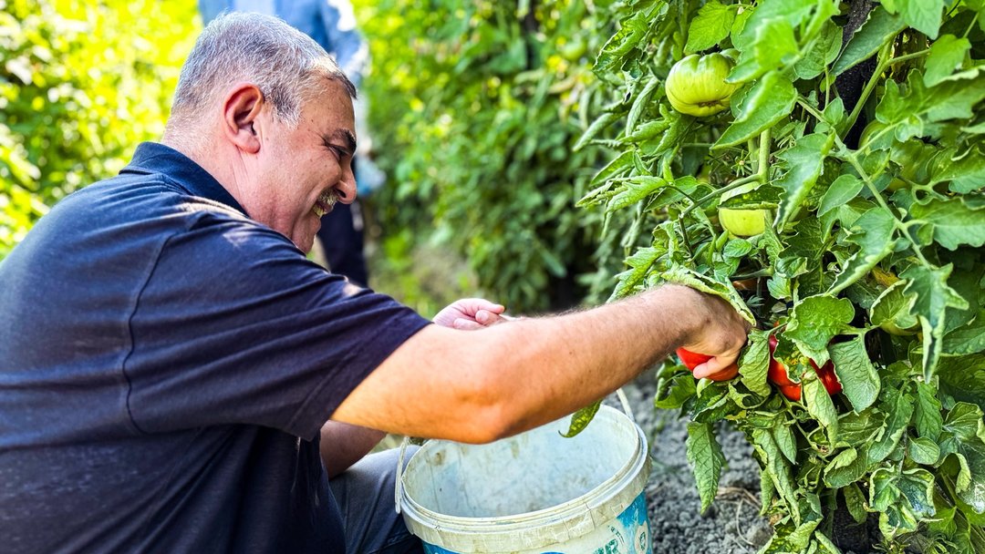 MEŞHUR DOMATESTE HASAT VAKTİ