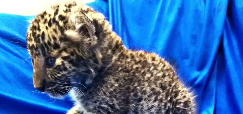 MAN ARRESTED FOR SMUGGLING LEOPARD CUB ON PLANE TO INDIA