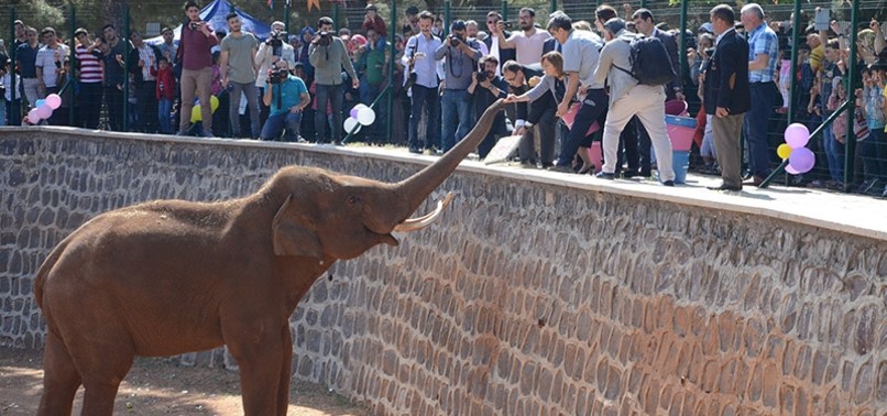 WORLD’S FIRST TEST TUBE ELEPHANT ‘GABI’ CELEBRATES 13TH BIRTHDAY AT TURKEY’S GAZIANTEP ZOO