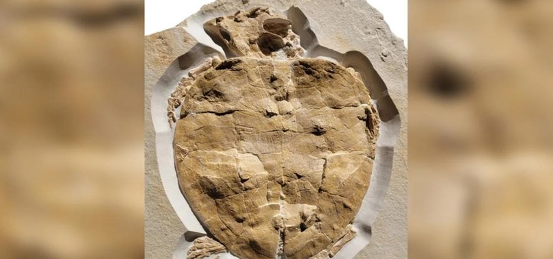 FOSSIL DISCOVERY REVEALS ANCIENT SEA TURTLES UNIQUE ADAPTATIONS