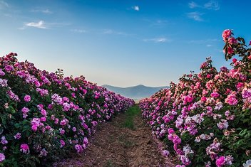 Isparta’ya gül, nereden geldi?