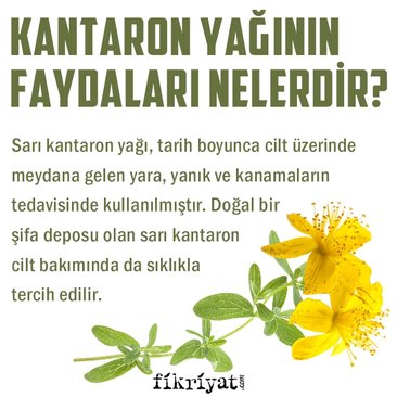 Kantaron Yagi Faydalari Ve Kantaron Yagi Nasil Yapilir Icilirmi