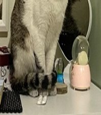 Fiko