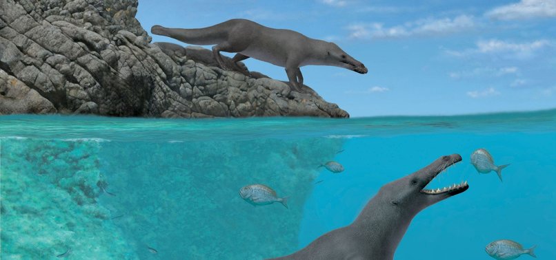 FOSSIL OF PREHISTORIC FOUR-LEGGED WHALE THAT WALKED ON LAND AND SWAM IN THE SEA FOUND IN PERU