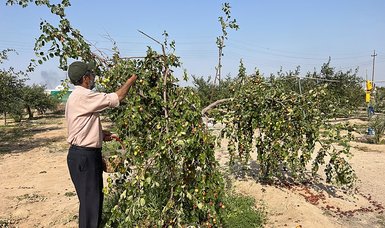 In Iraq, water crisis leaves farmers clinging to sidr trees