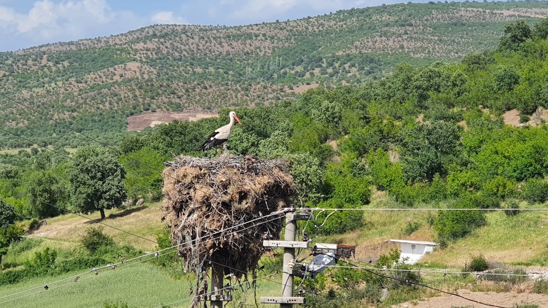 YABAN HAYATI KORUNUYOR