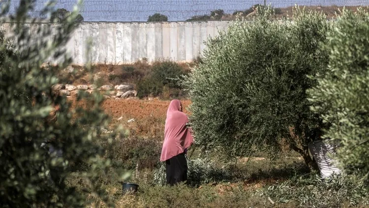 Olive harvest in the occupied West Bank
