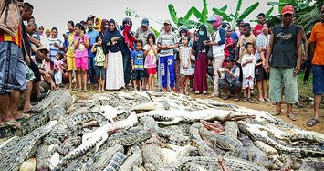 Indonesian mob slaughters 'hundreds' of crocs in revenge attack