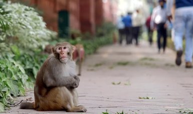 Monkeys under attack in Brazil amid rising monkeypox fears