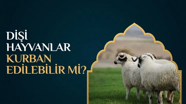 Dişi hayvanlar kurban edilebilir mi?