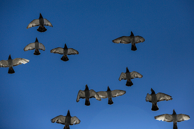 Bir yuvaya dönüş öyküsü