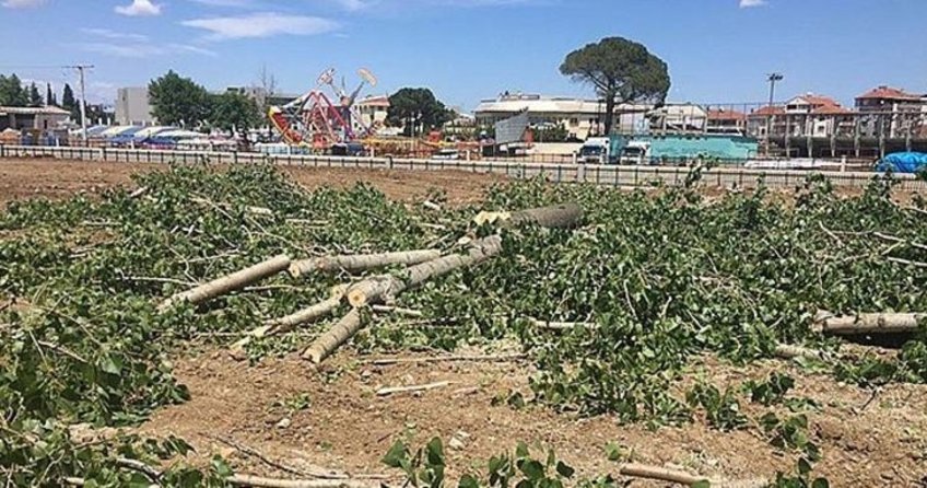 Biga’nın CHP’li belediyesinden ağaç katliamı!