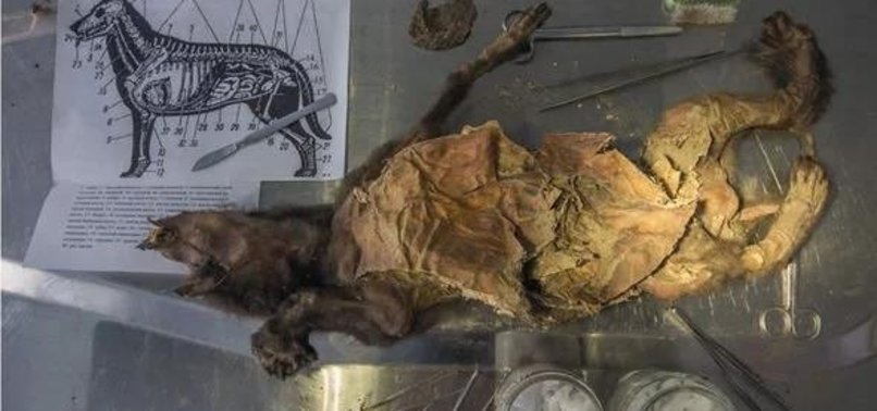‘WELL-PRESERVED’ 18,000-YEAR-OLD PUPPY FOUND IN SIBERIA