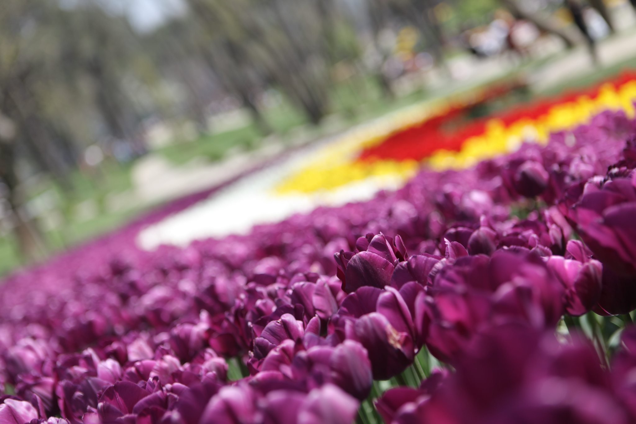 İstanbul Boğazının Balkonları Korular