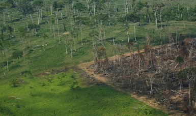 Deforestation of Brazilian Amazon rises in September - satellite data