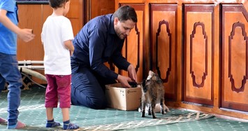 Imam, congregation adopt cat and her 7 kittens in Turkey's Kırıkkale