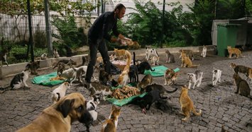 With a heart full of love, man feeds 300 strays every day