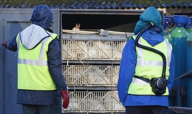 France culls 600,000 ducks to curb avian flu