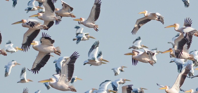 FIRST ‘PELICAN CENSUS’ TO BE HELD IN TURKEY’S WESTERN BURSA PROVINCE