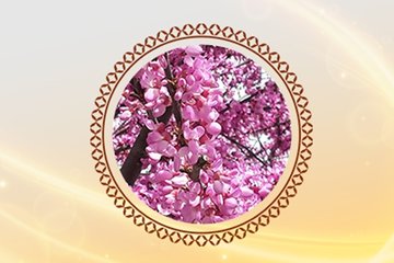 600 yıllık bir gelenek: Erguvan Bayramı