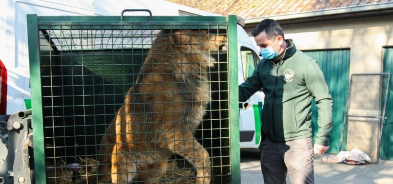 Six lions from Ukraine arrive in Spain, Belgium
