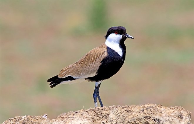 Türkiye’nin kuş cenneti: Acıgöl