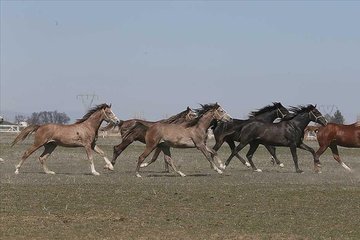 TİGEM 73 safkan Arap koşu tayı satacak