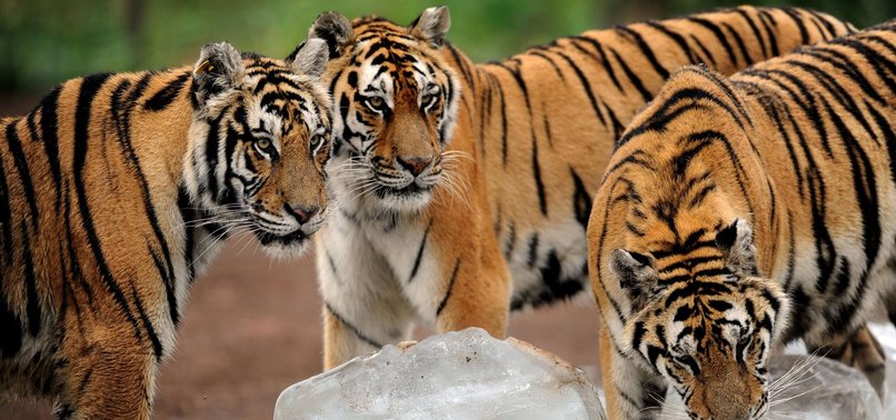 CHINA ROLLS BACK BAN ON TIGER, RHINO PRODUCTS IN MEDICINE