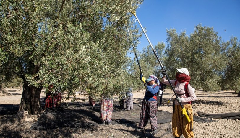 Gelenekselleşen Komili Zeytin Hasadı Ayvalık’ta Büyük Coşkuyla Gerçekleştirdi