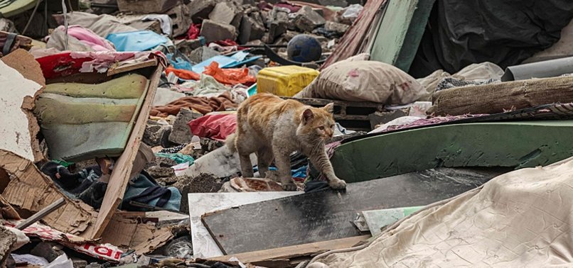 CAT SAVED FROM UNDER RUBBLE IN GAZA CITY AFTER ISRAELI ATTACK