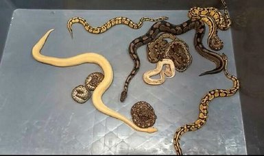Customs enforcement teams seize 28 python snakes in truck search at Kapıkule Border Gate